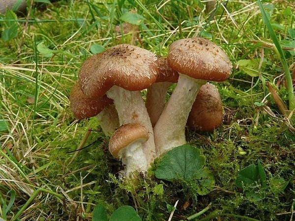 podpňovka Armillaria sp.