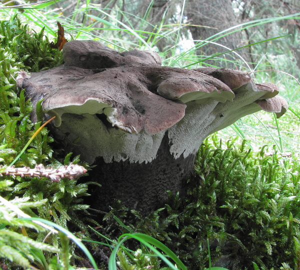 hrboľnačka černastá Boletopsis leucomelaena (Pers.) Fayod