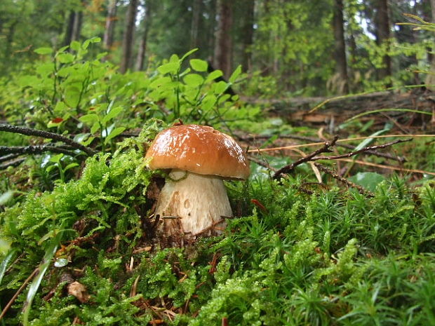 hríb smrekový Boletus edulis Bull.