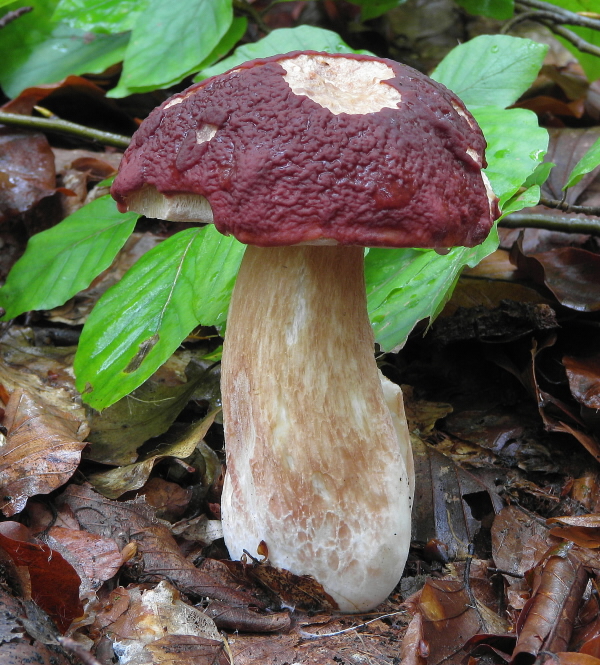 hríb sosnový Boletus pinophilus Pil. et Dermek in Pil.