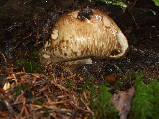 náramkovka cisárska Catathelasma imperiale (P. Karst.) Singer