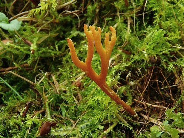 pakonárovka parôžkovitá Clavulinopsis corniculata (Schaeff.) Corner