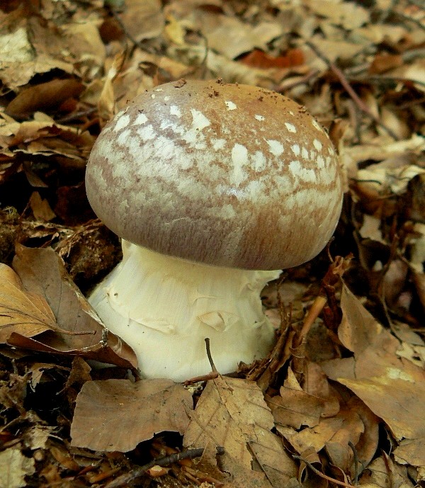 pavučinovec mohutný Cortinarius praestans (Cordier) Gillet