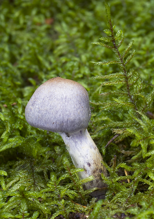 pavučinovec Cortinarius sp.