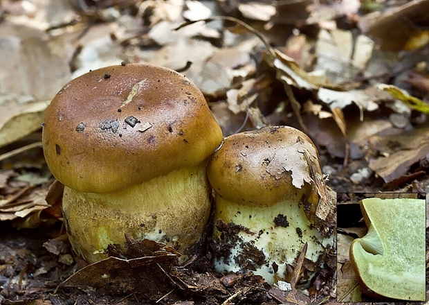 pavučinovec Cortinarius sp.