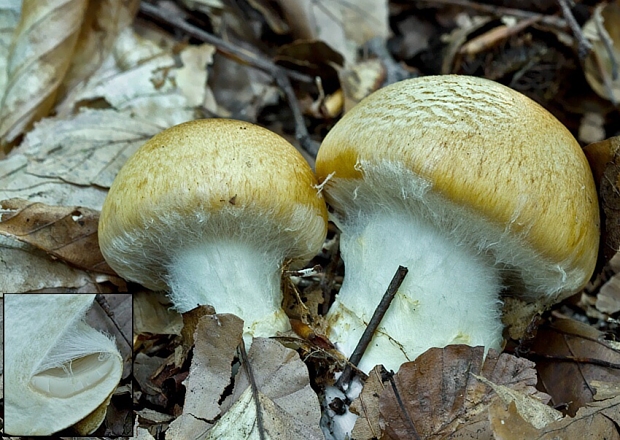 pavučinovec Cortinarius sp.