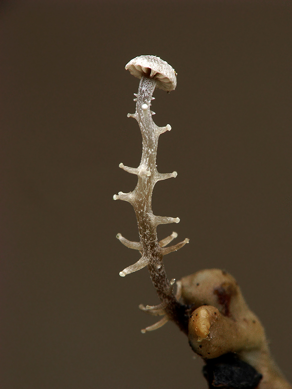 peniazovka vetvistá Dendrocollybia racemosa (Pers.) R.H. Petersen & Redhead