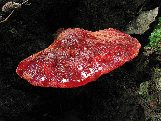 pečeňovec dubový Fistulina hepatica (Schaeff.) With.