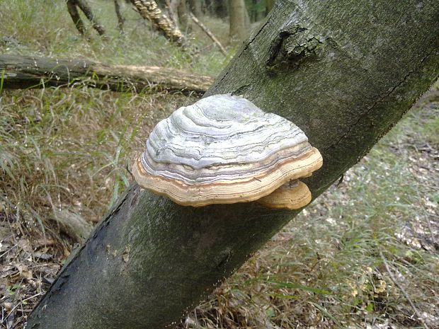 práchnovec kopytovitý Fomes fomentarius (L.) J.J. Kickx