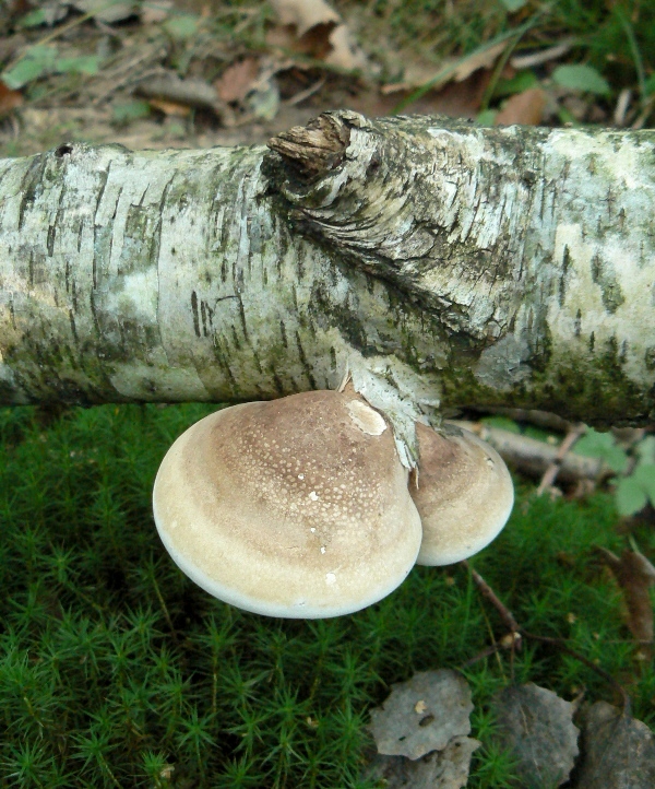 brezovník obyčajný Fomitopsis betulina (Bull.) B.K. Cui, M.L. Han & Y.C. Dai