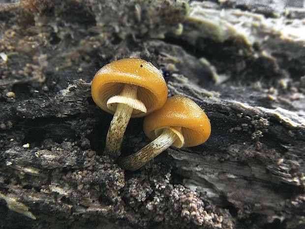 kapucňovka Galerina sp.