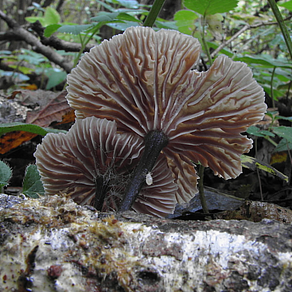 špička smradľavá Gymnopus foetidus (Sowerby) J.L. Mata & R.H. Petersen