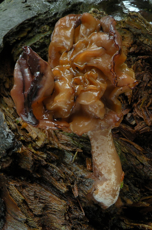 ušiak mitrovitý Gyromitra infula (Schaeff.) Quél.