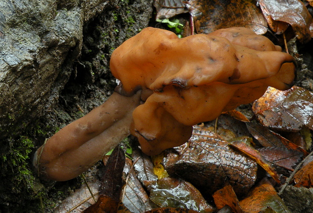 ušiak mitrovitý Gyromitra infula (Schaeff.) Quél.