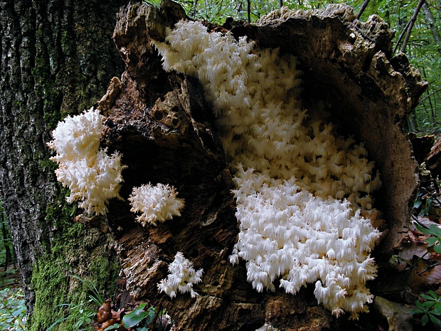 koralovec bukový Hericium coralloides (Scop.) Pers.