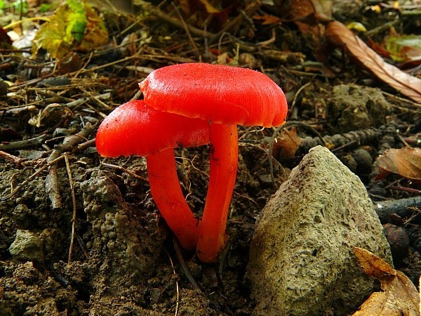 lúčnica Hygrocybe sp.