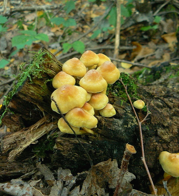 strapcovka zväzkovitá Hypholoma fasciculare (Huds.) P. Kumm.