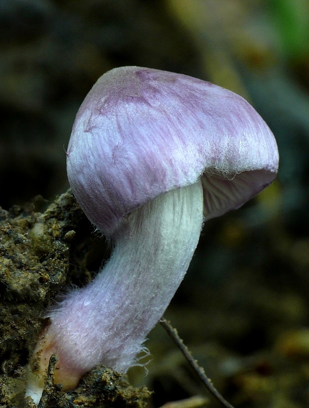 vláknica hlinovolupeňová Inocybe geophylla (Bull.) P. Kumm.