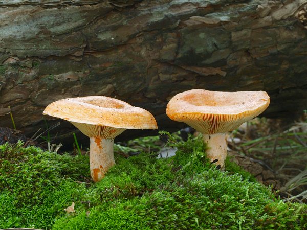 rýdzik pravý Lactarius deliciosus (L.) Gray