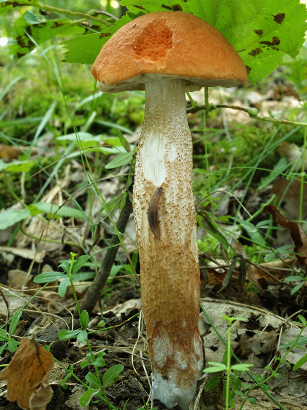 kozák osikový Leccinum albostipitatum den Bakker & Noordel.