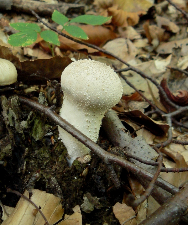 prášnica bradavičnatá Lycoperdon perlatum Pers.