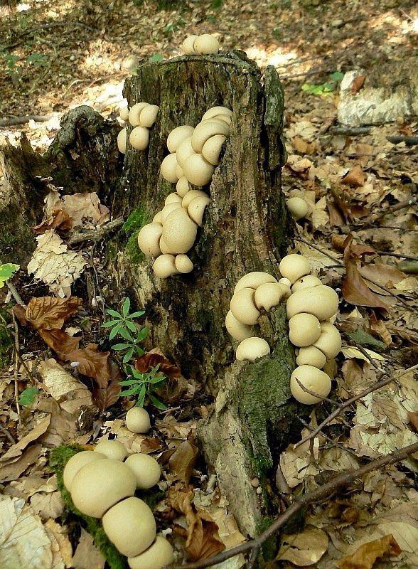 prášnica hruškovitá Lycoperdon pyriforme Schaeff.