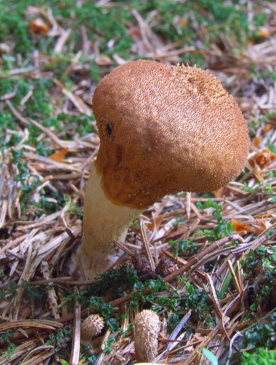 prášnica Lycoperdon sp.