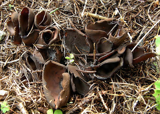 uško Otidea sp.