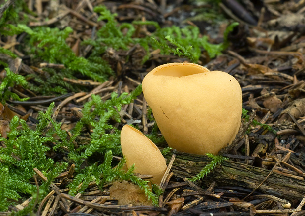 uško Otidea sp.