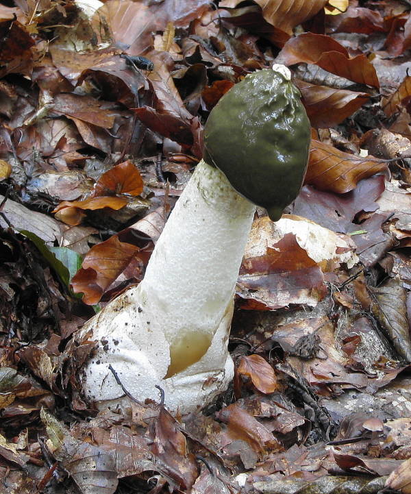 hadovka smradľavá Phallus impudicus L.