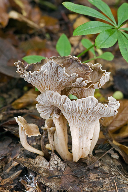 palievik kučeravý Pseudocraterellus undulatus (Pers.) Rauschert