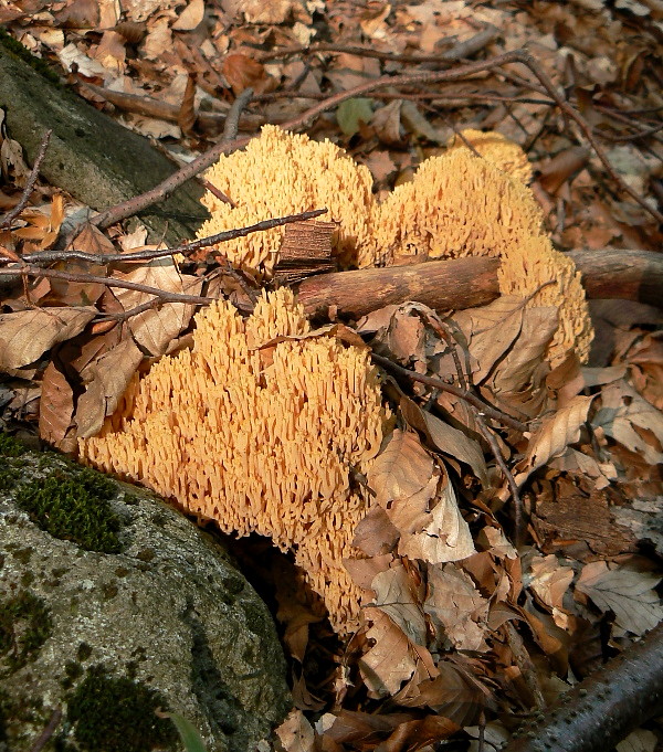 strapačka úhľadná Ramaria formosa (Pers.) Quél.