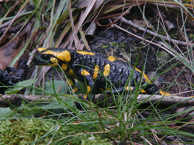 salamandra škvrnitá Salamandra salamandra