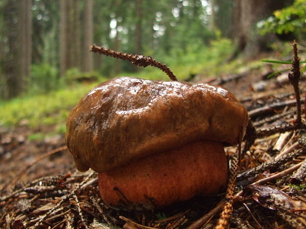 hríb zrnitohlúbikový Sutorius luridiformis (Rostk.) G. Wu & Zhu L. Yang