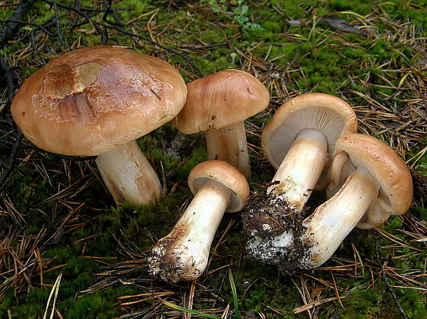 čírovka prstencová Tricholoma batschii Gulden