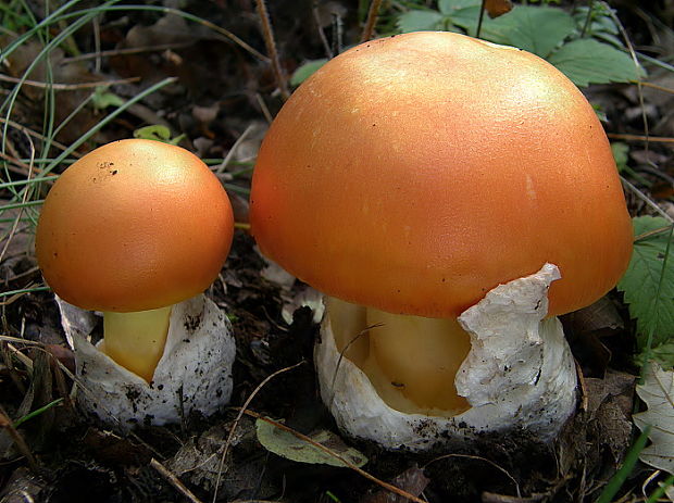 muchotrávka cisárska Amanita caesarea (Scop.) Pers.