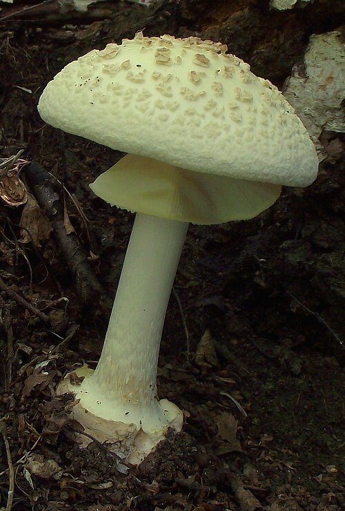 muchotrávka citrónovožltá Amanita citrina Pers.