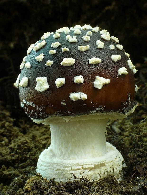 muchotrávka tigrovaná Amanita pantherina (DC.) Krombh.