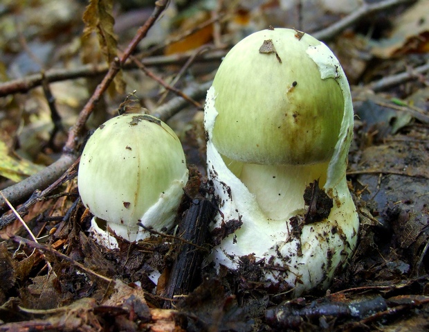 muchotrávka zelená Amanita phalloides (Vaill. ex Fr.) Link