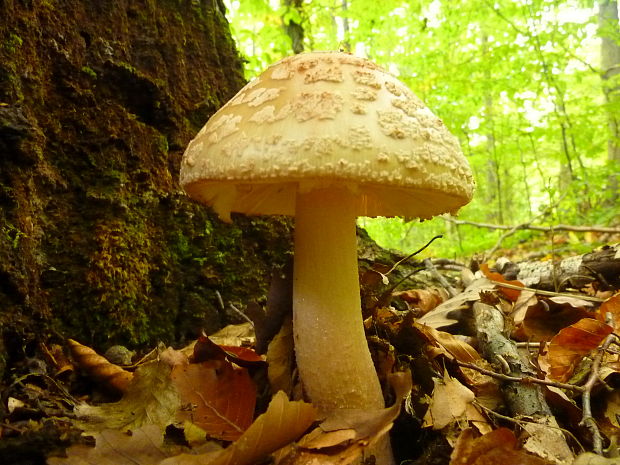 muchotrávka červenkastá Amanita rubescens Pers.