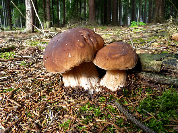 hríb smrekový Boletus edulis Bull.