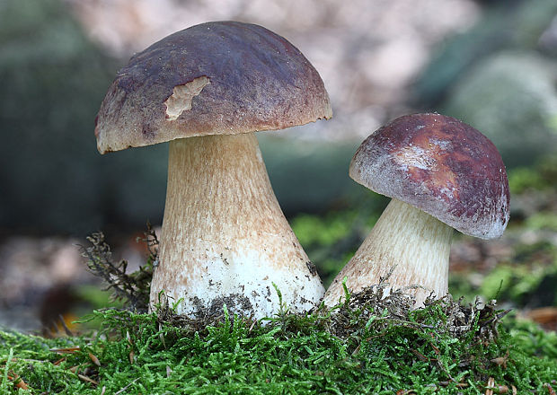 hríb sosnový Boletus pinophilus Pil. et Dermek in Pil.