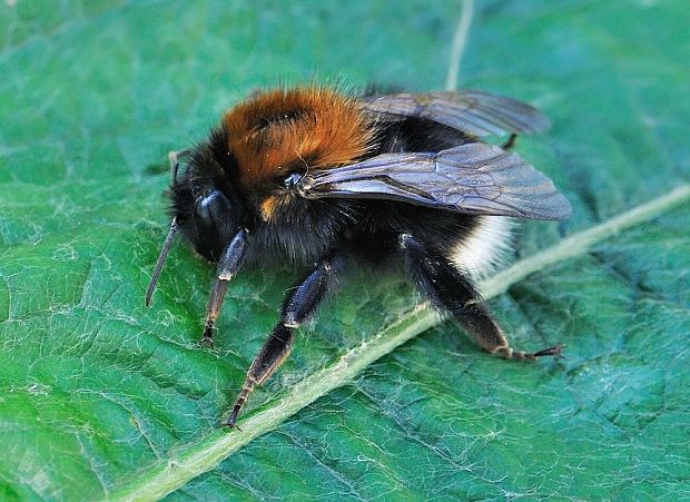 čmela Bombus hypnorum