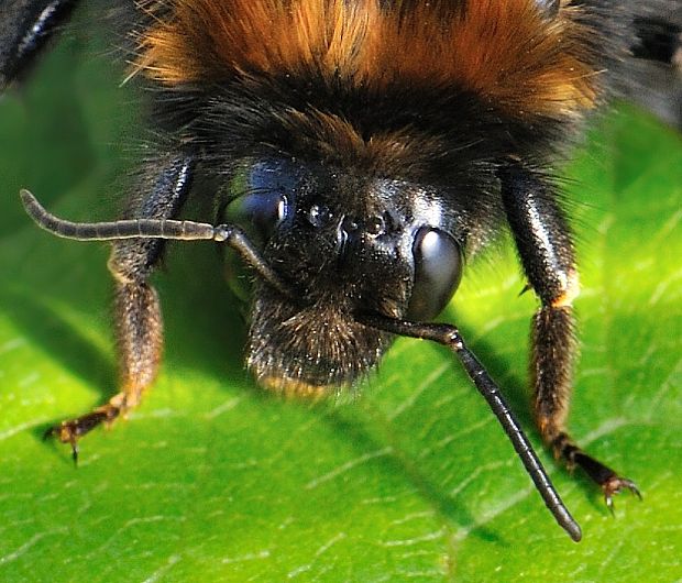 čmela Bombus hypnorum