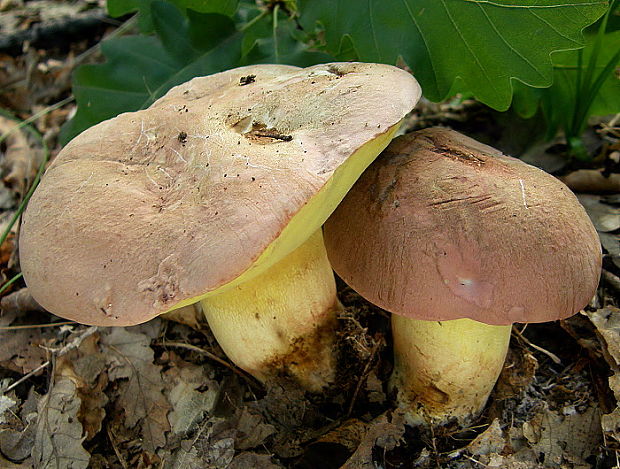 hríb nádherný Butyriboletus fuscoroseus (Smotl.) Vizzini & Gelardi