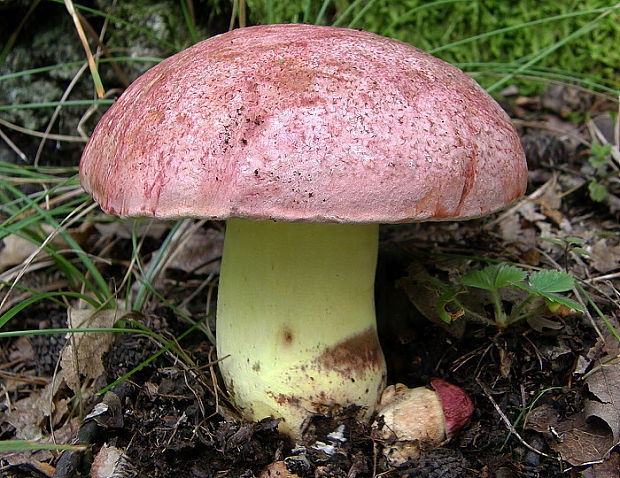 hríb kráľovský Butyriboletus regius (Krombh.) D. Arora & J.L. Frank