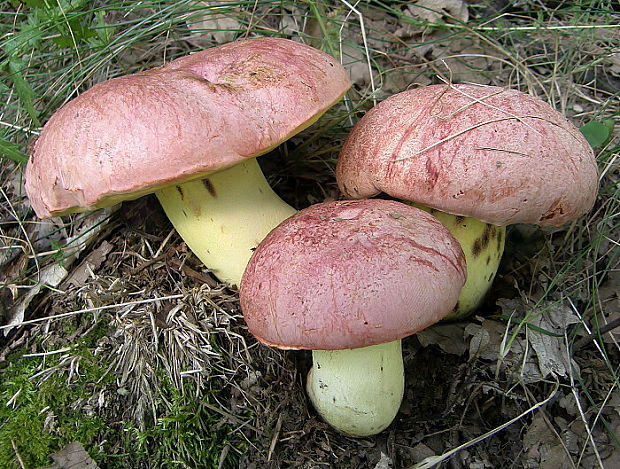 hríb kráľovský Butyriboletus regius (Krombh.) D. Arora & J.L. Frank