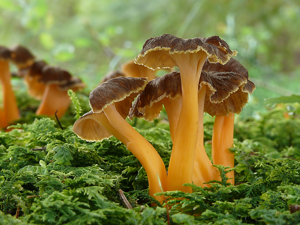 kuriatko žltohnedé Cantharellus lutescens Fr.