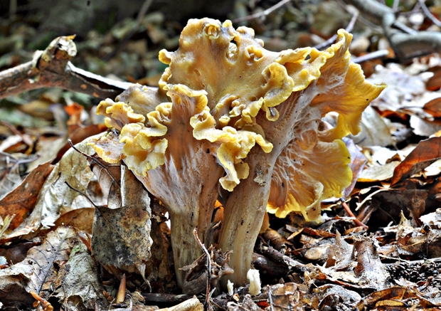 kuriatko černejúce Cantharellus melanoxeros Desm.