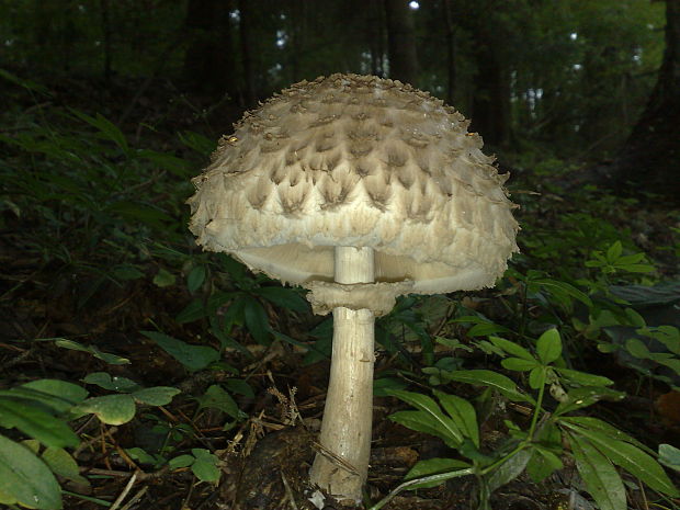 bedľa červenejúca Chlorophyllum rachodes (Vittad.) Vellinga